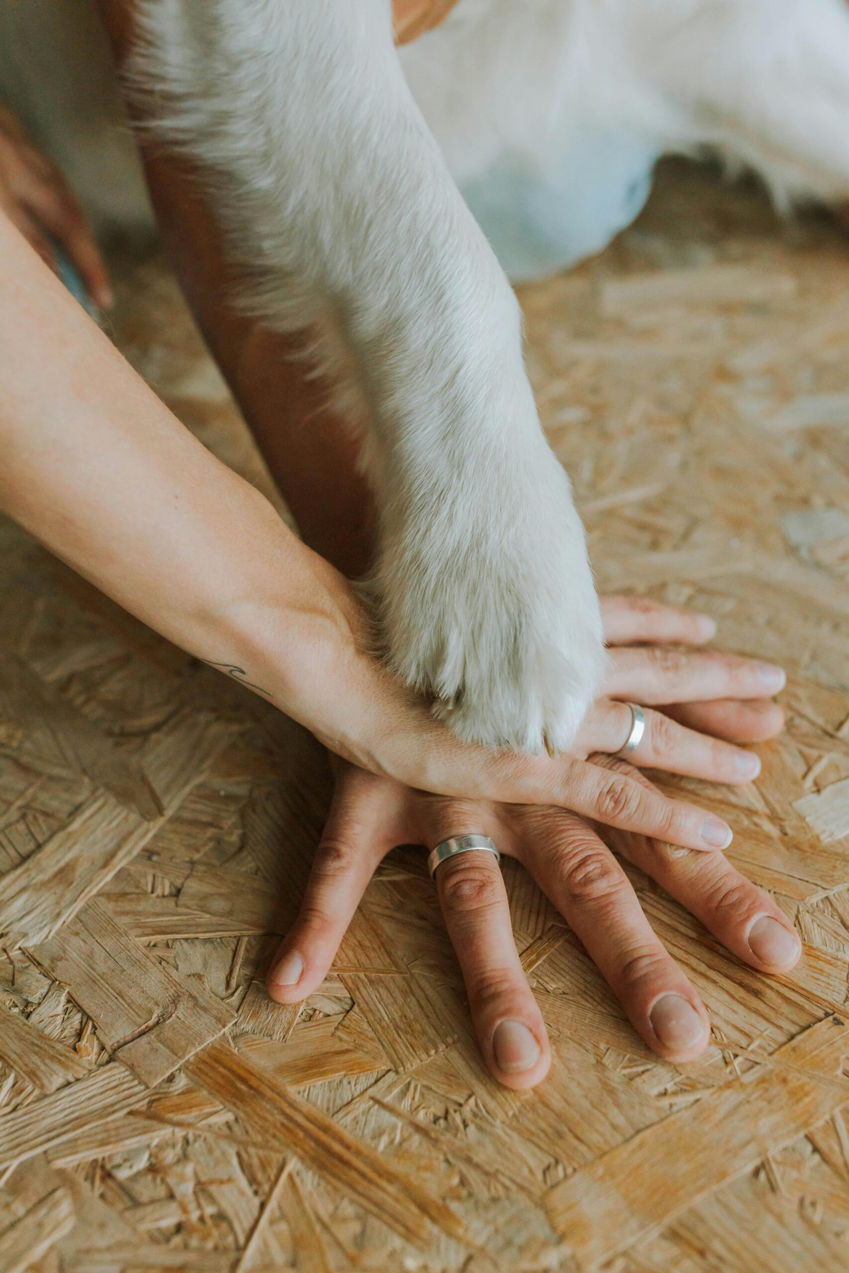 Craniosacrale Therapie für Hunde in Gießen, Silke Otterson